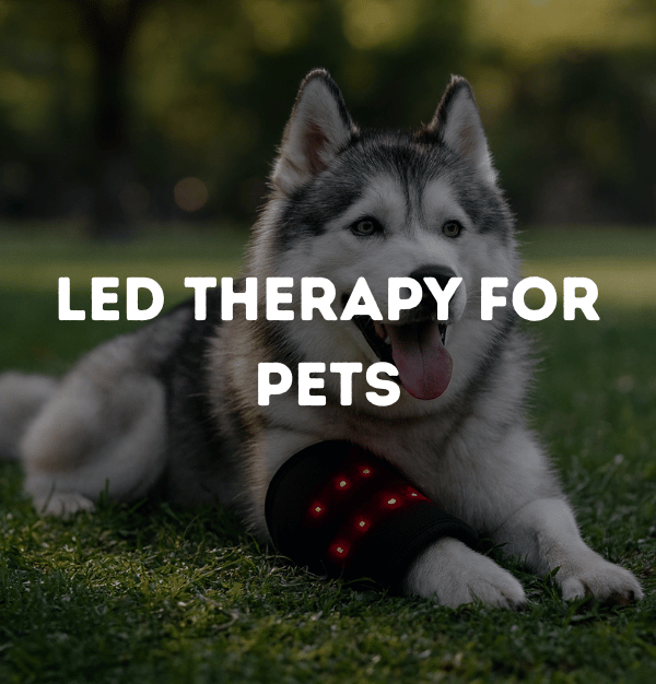LED Therapy for Pets (1)
